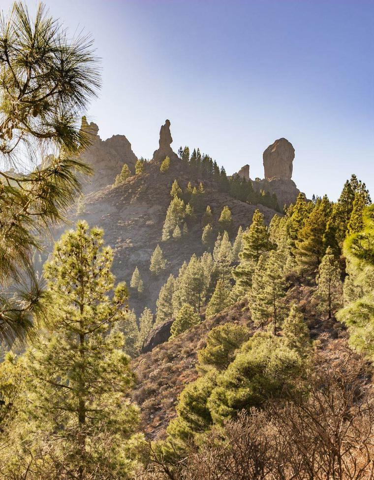 Vista del Roque Nublo con luz dorada entre pinos canarios, con neblina de polvo en suspensión